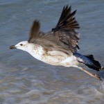 Animais_Gaivota